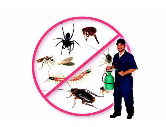 Dịch vụ diệt côn trùng